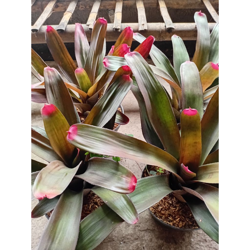 tanaman hias bromelia kitek