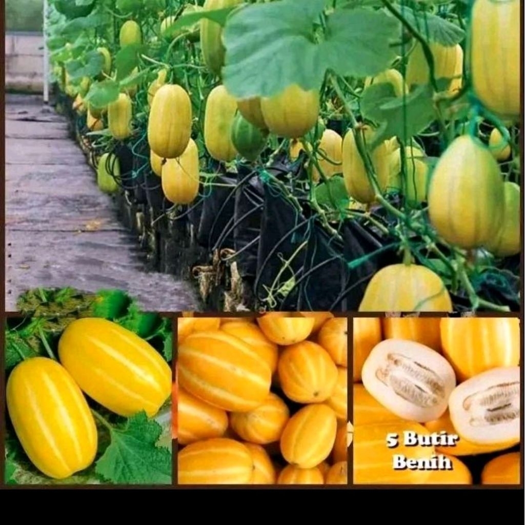 Benih melon korea oriental melon cucumis
