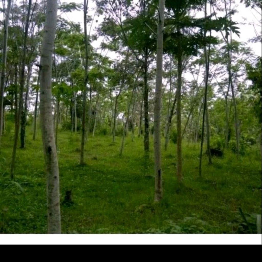 Biji benih tanaman sengon laut