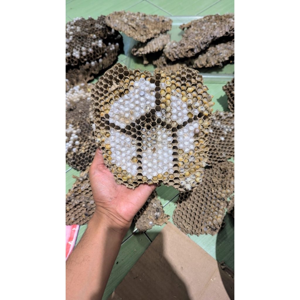 Tolo larva anak tawon vespa (free ongkir sby sda instan) isi 85 Ekor