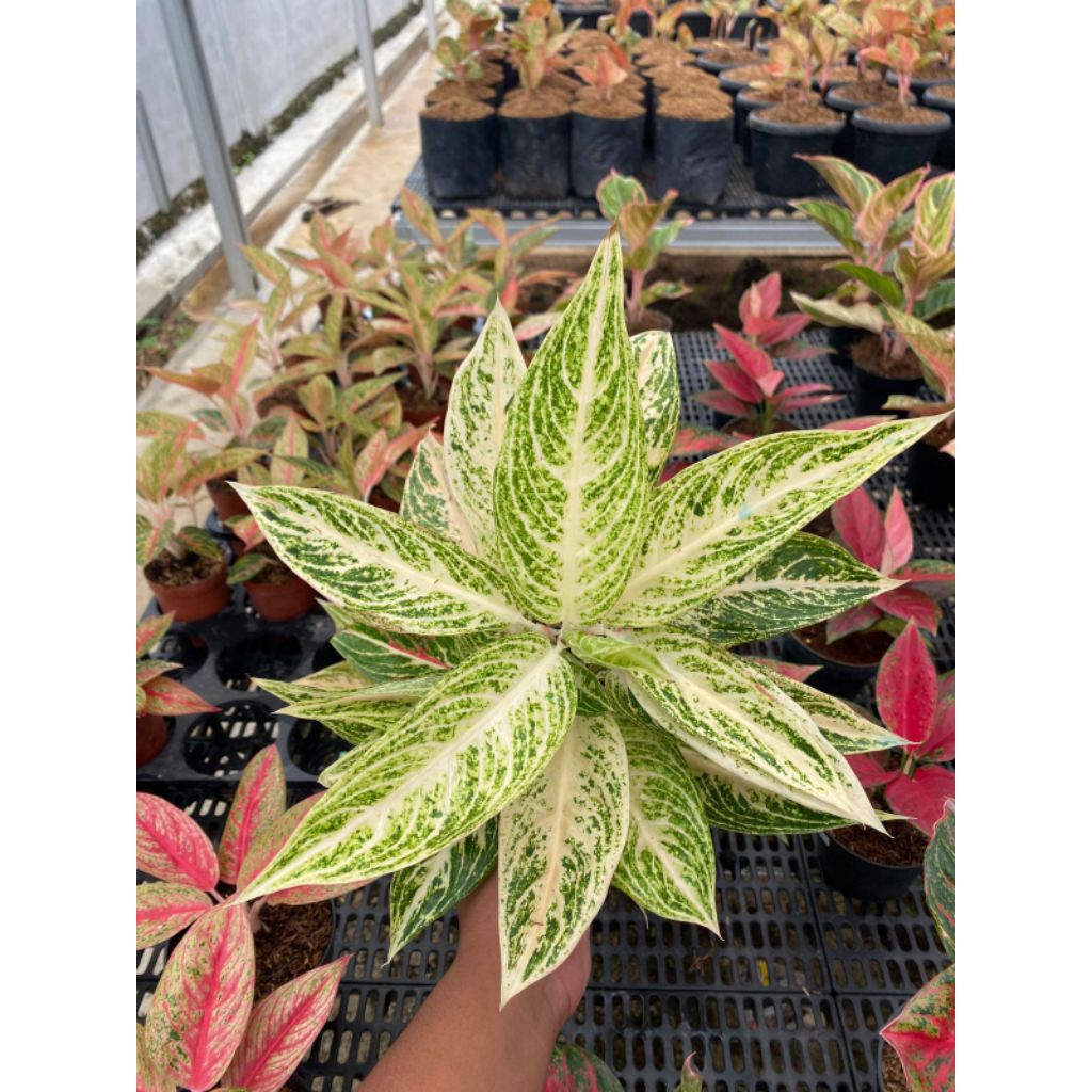 link co paket Agkonema