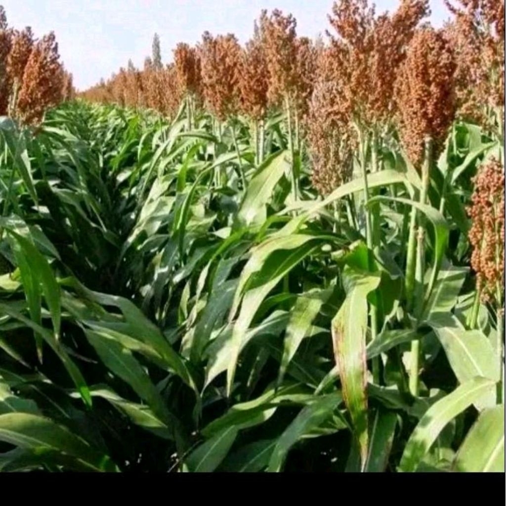 Biji benih Sorgum merah tanaman