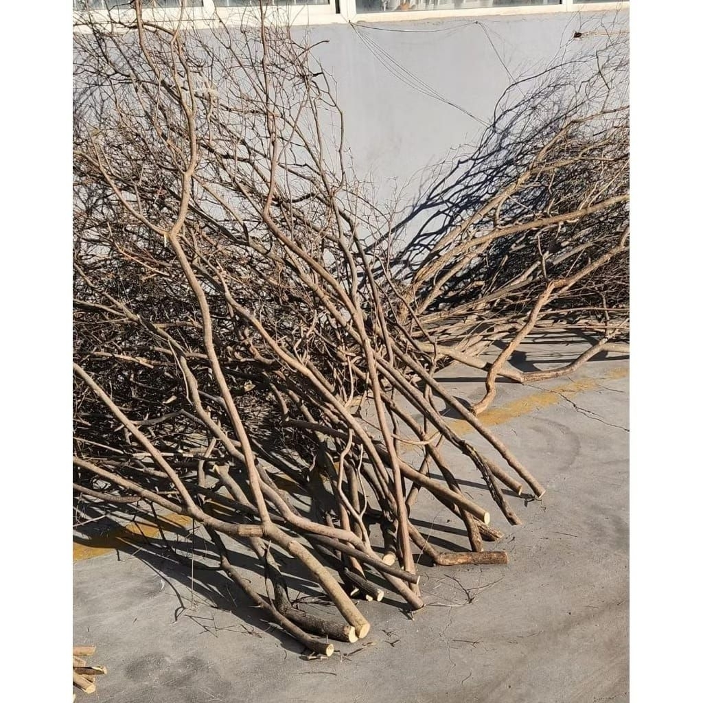 Ranting Kayu Kering Ranting Bercabang Alami Hiasan Pojok Rumah