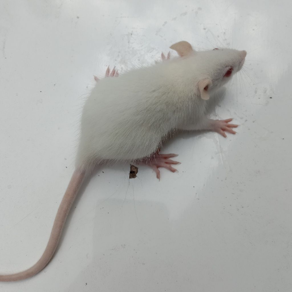 tikus putih rat ukuran small 40 - 50 gram - pakan reptil