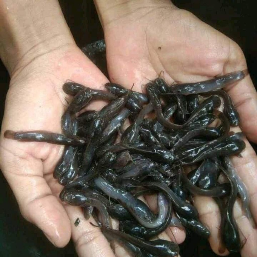 Bibit Lele Berkualitas Ukuran 4-5cm / 1000 Ekor