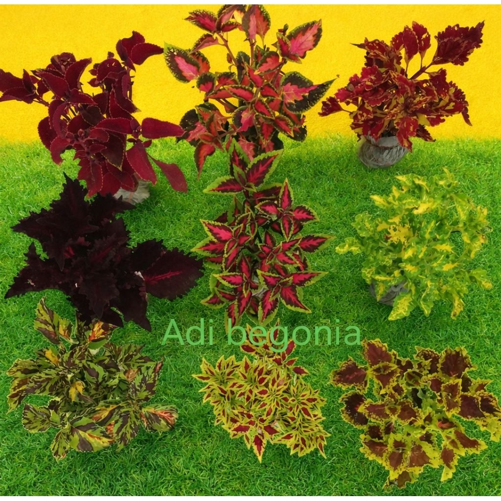 miana paket hemat tanaman hias daun miana usia remaja bebas pilih jenis polibag 20 - 25