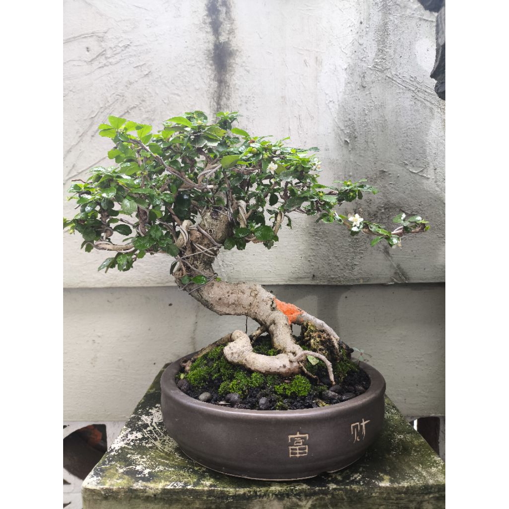 bonsai hokianti bunga & buah