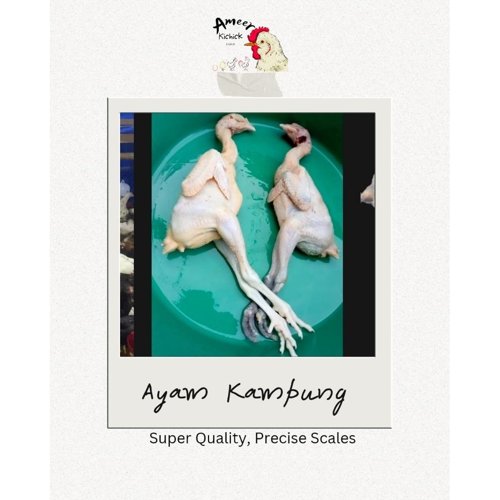 Ayam Kampung Karkas Harga Per 1 Kg