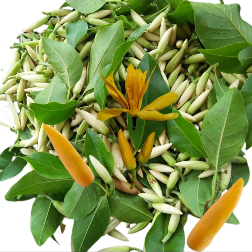 KEMBANG KANTIL SEGAR