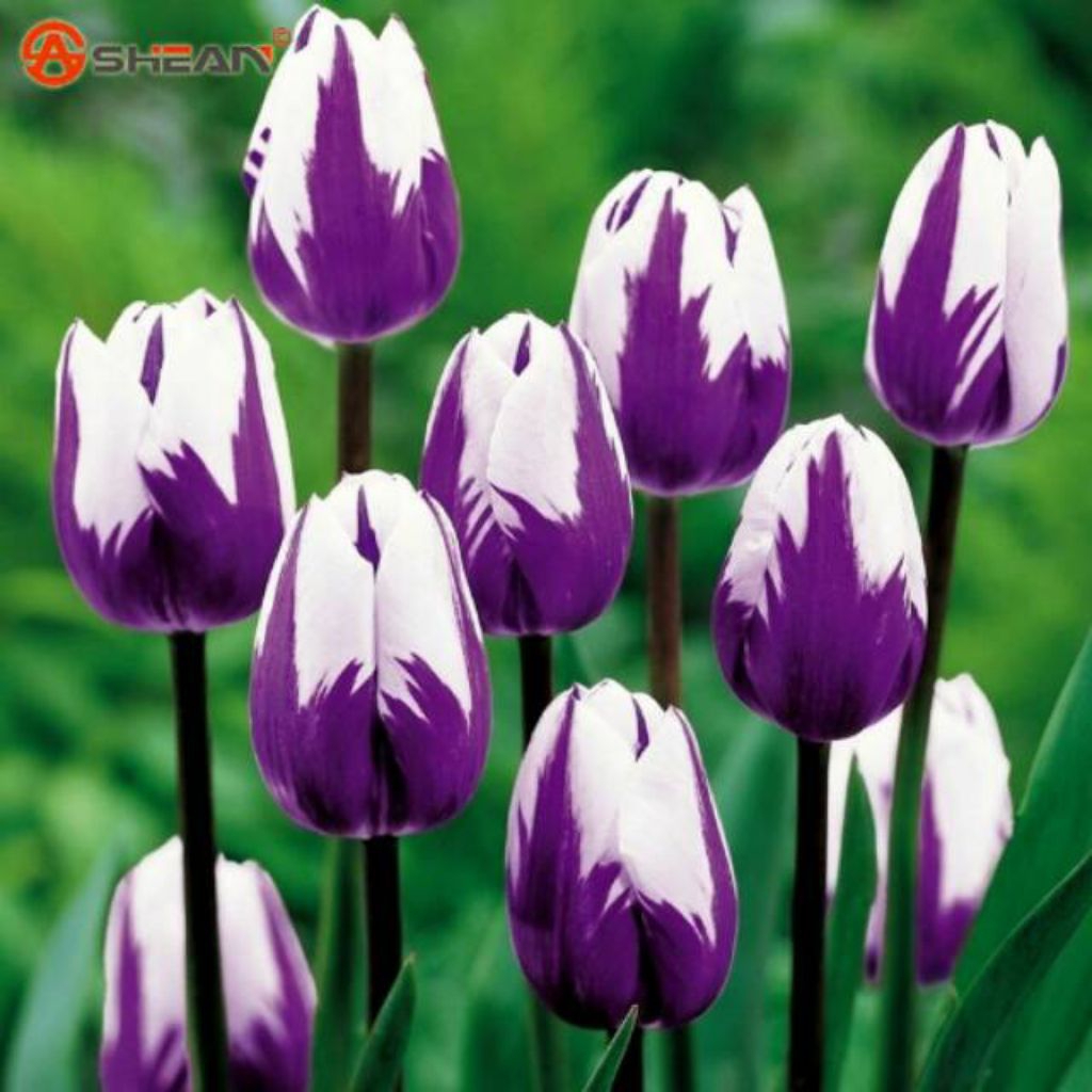 bunga tulip bentuk umbi ID sweet edge ungu - bibit bunga tulip bentuk umbi