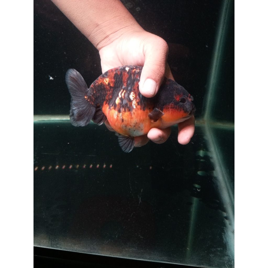 misteri box ikan koki