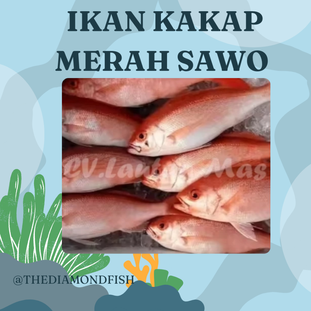 Ikan Kakap Merah 1 Kg Ikan Kakap Merah Segar Ikan Kakap Merah Sawo Wakung