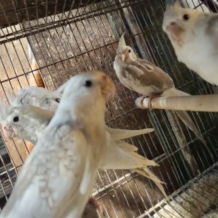 BURUNG FALK WF(WHITE FACE)PARKIT AUSTRLIA