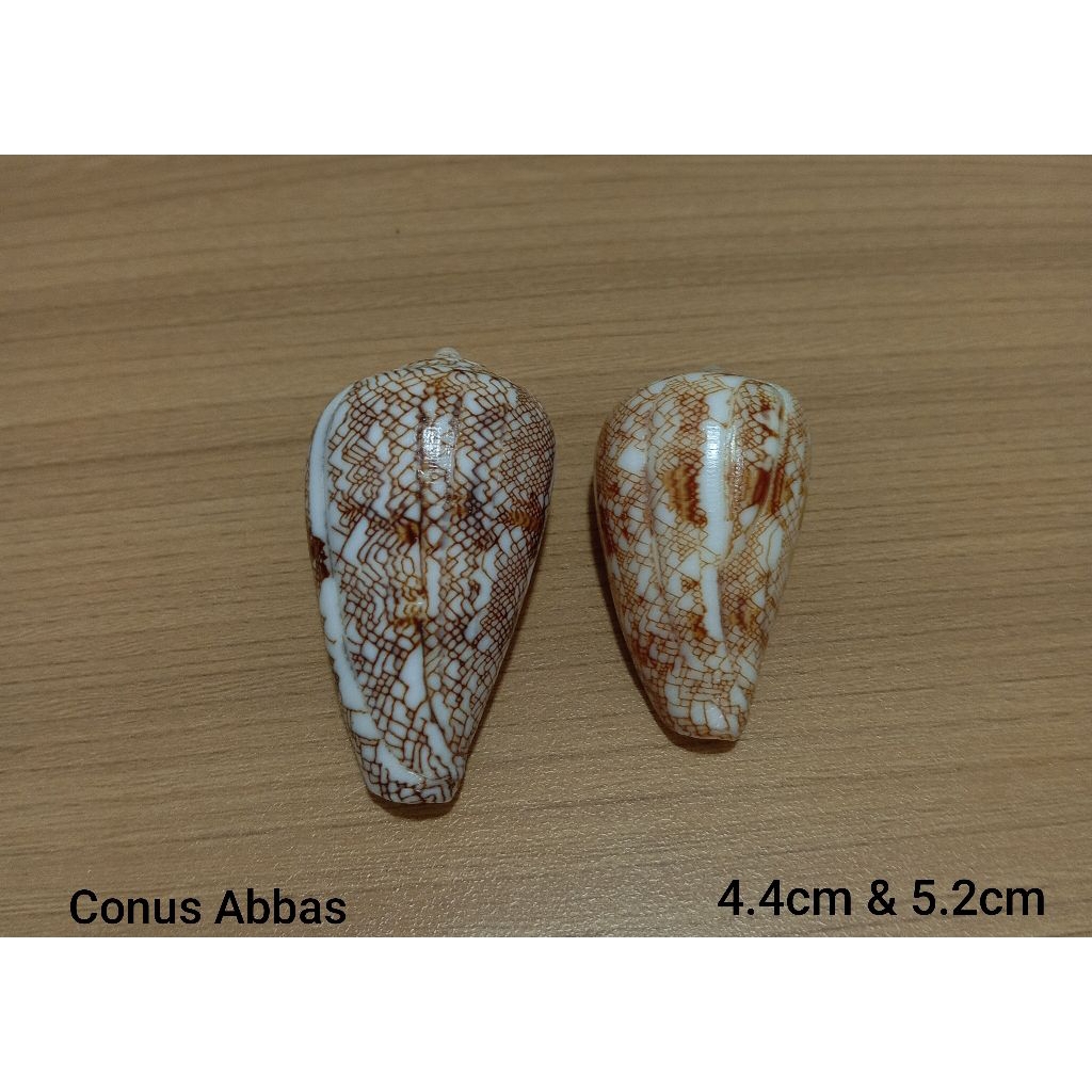 cangkang conus Abbas 2 pcs