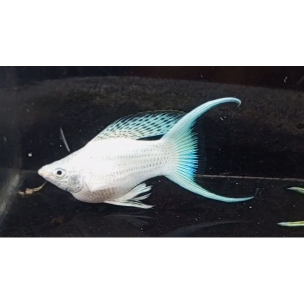 Ikan Hias Molly Balon Cawang 1pair indukan