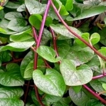 Daun binahong merah 100 gram binahong merah@