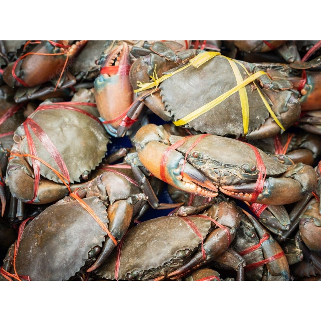 Kepiting Bakau Segar Hidup 1kg – Kepiting Bakau Asli Laut – Daging Tebal Manis – Ukuran Besar – Seaf