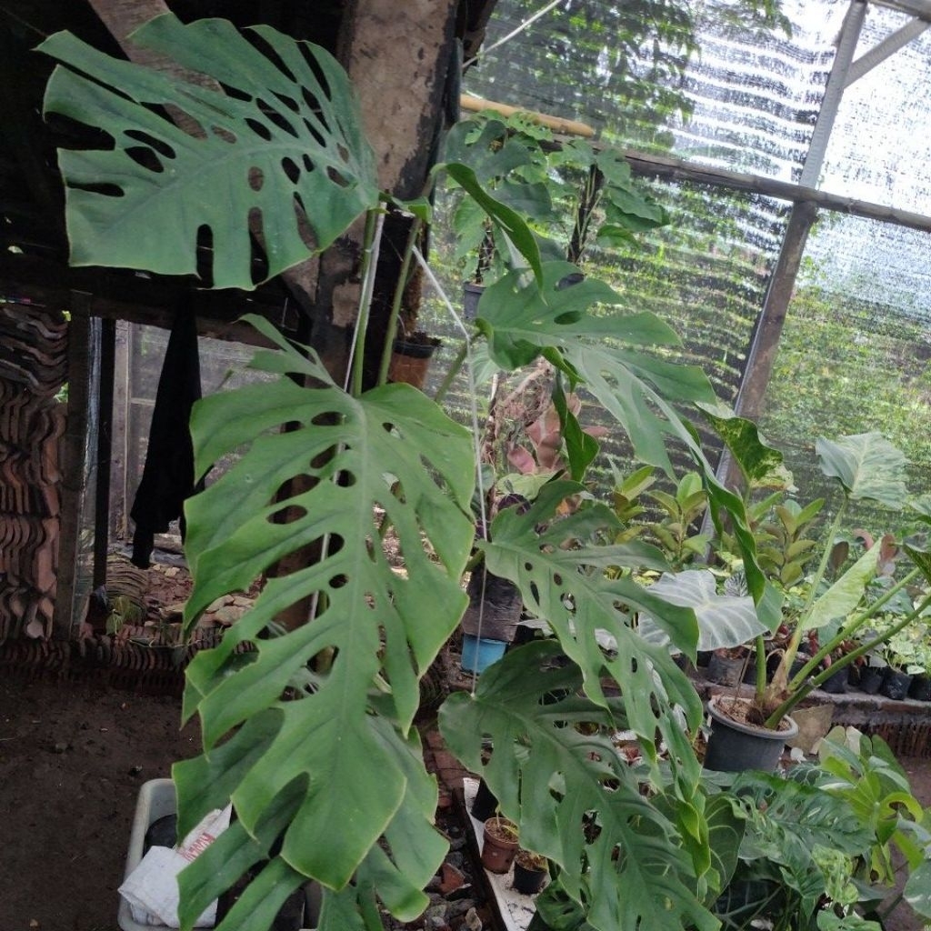 Monstera dubia mature