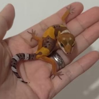 Custom Order Gecko SHTCT ( TANG 25-6 )