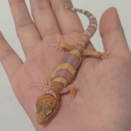 Custom Order Gecko Bell Albino ( B 25-1 )