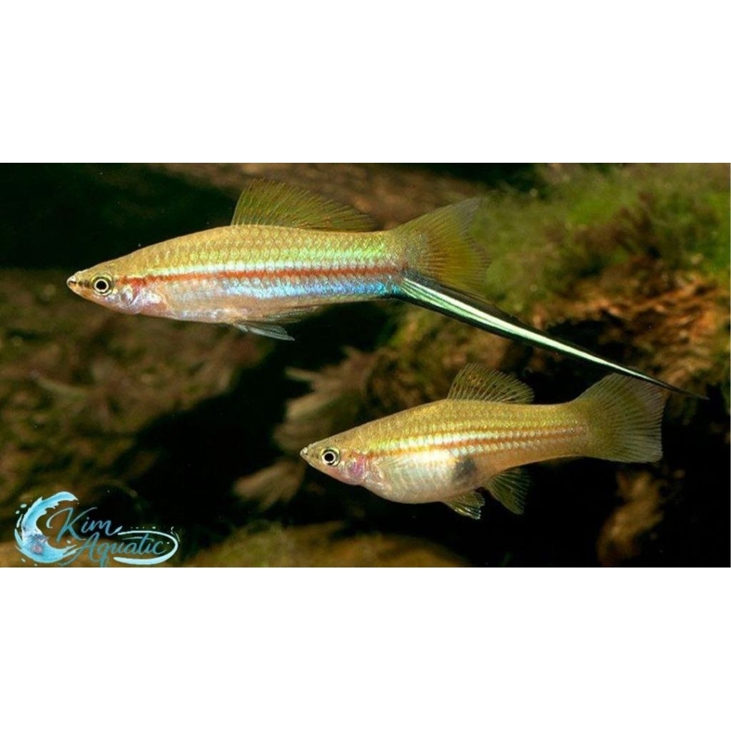 Cairan pembersih ikan Platy pedang, Bonus Ikn/Pkn