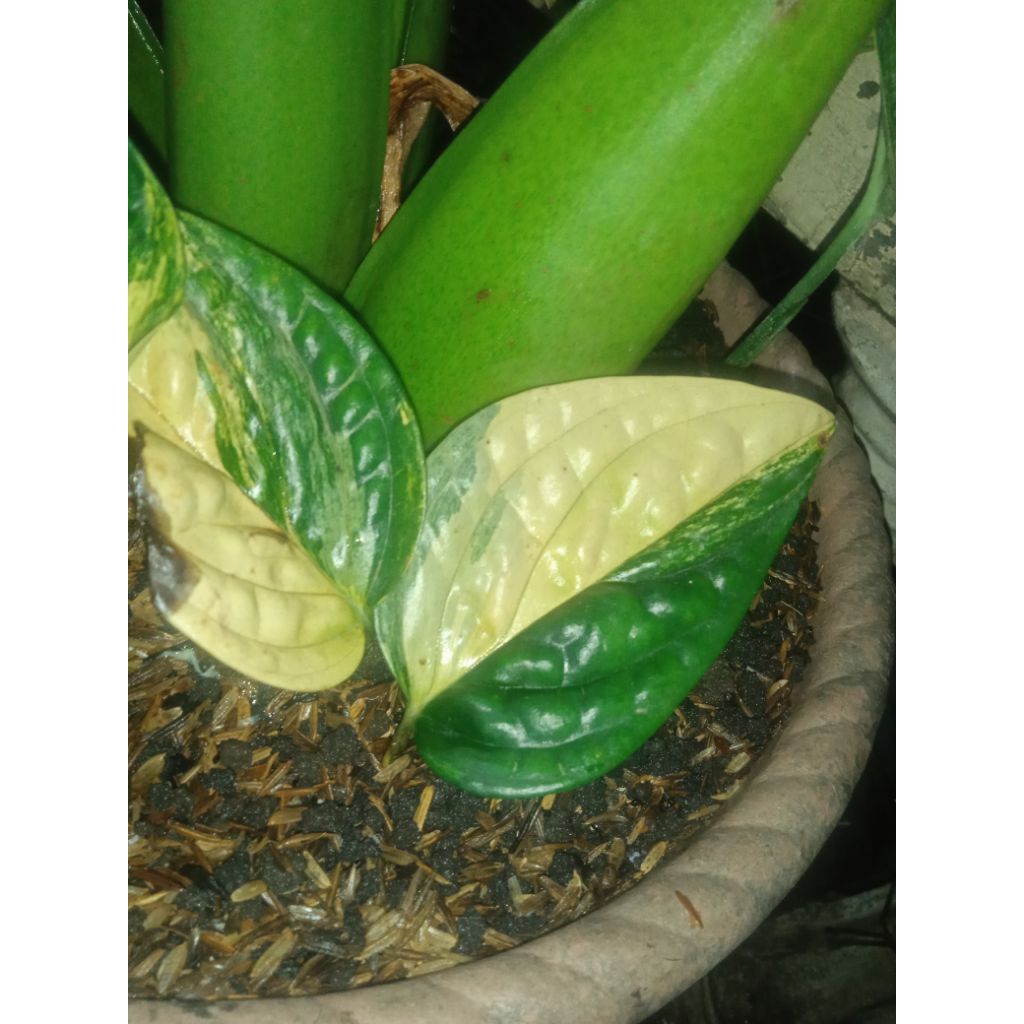 anthurium Sirih Variegata langka daun 10cm