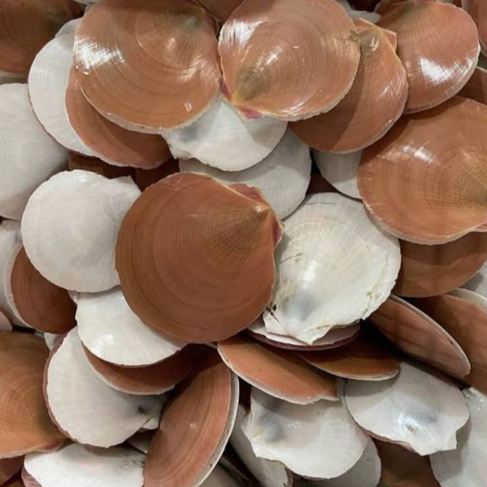 Kerang Simping Segar / Kerang Simping 1Kg / Kerang Kipas / Scallop Simping / Seafood Segar kerang La