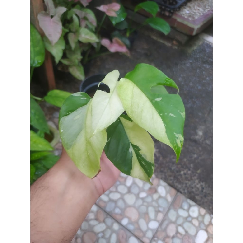 raphidopora tetrasperma varigata