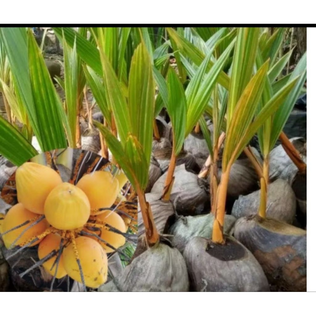 Bibit kelapa genjah (pendek) kuning cepat berbuah