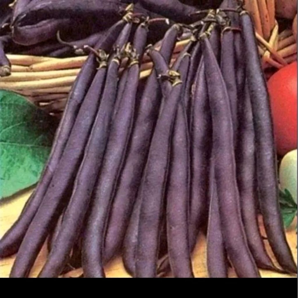 Biji benih buncis ungu/purple beans
