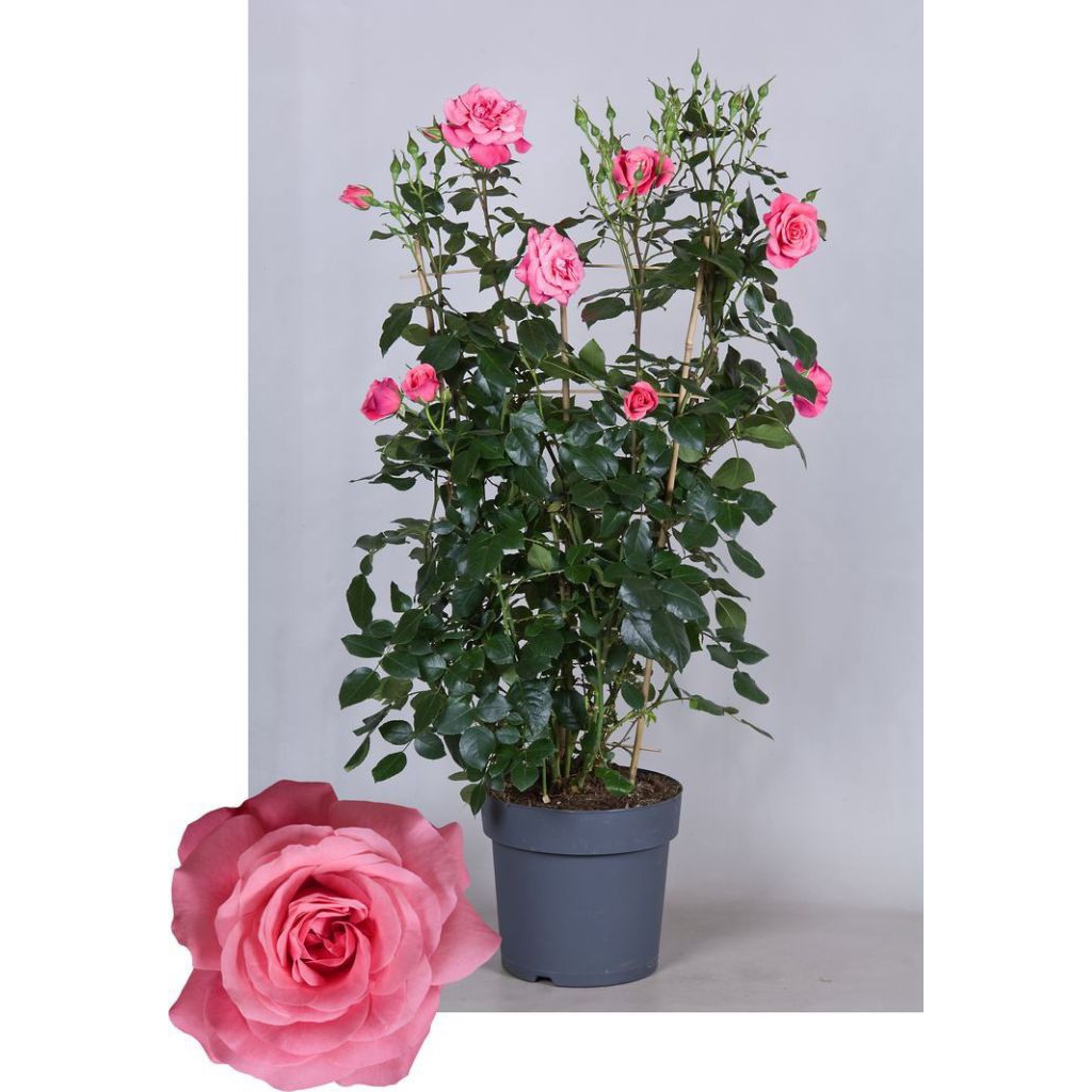 Mawar import rosario indukan rimbun/tanaman mawar rambat berbunga banyak