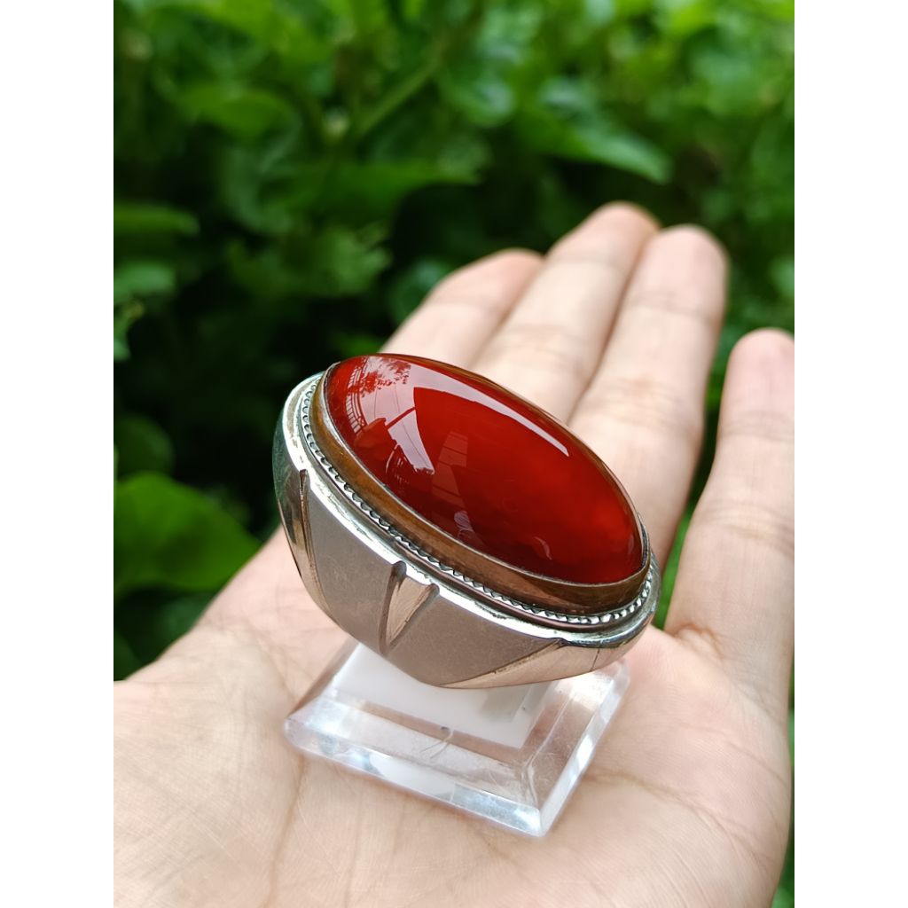 pandan merah jamblang super quality