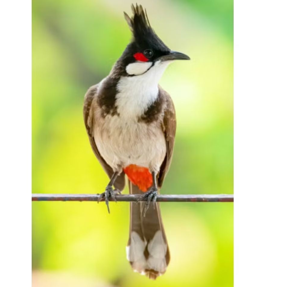 BURUNG MERBAH JAMBUL/KUTILANG MLSYA