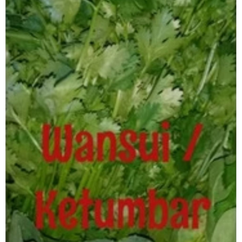 Daun Ketumbar / Wansuy / Coriander Sayur Organik Bandung