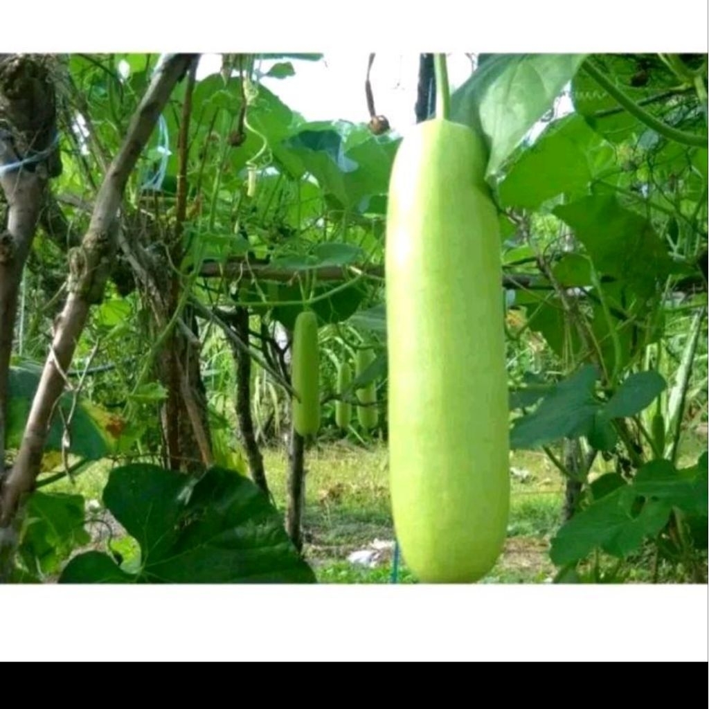 Biji benih labu air tanaman