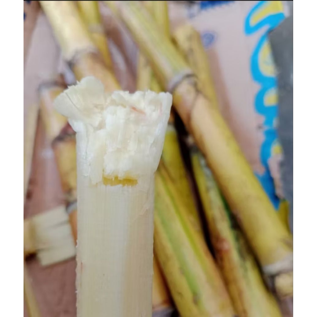 Tebu kuning/Tebu madu