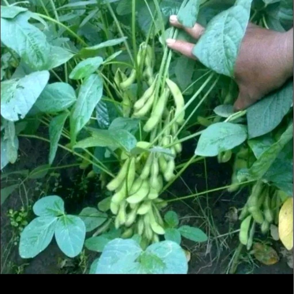 Biji benih kacang edamame