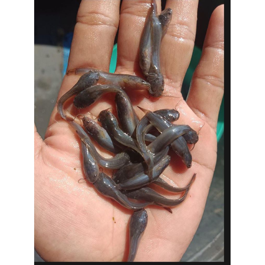 Paket isi 100 ekor Bibit ikan lele ukuran 2 3 dengan kualitas baik Bonus+Pakan