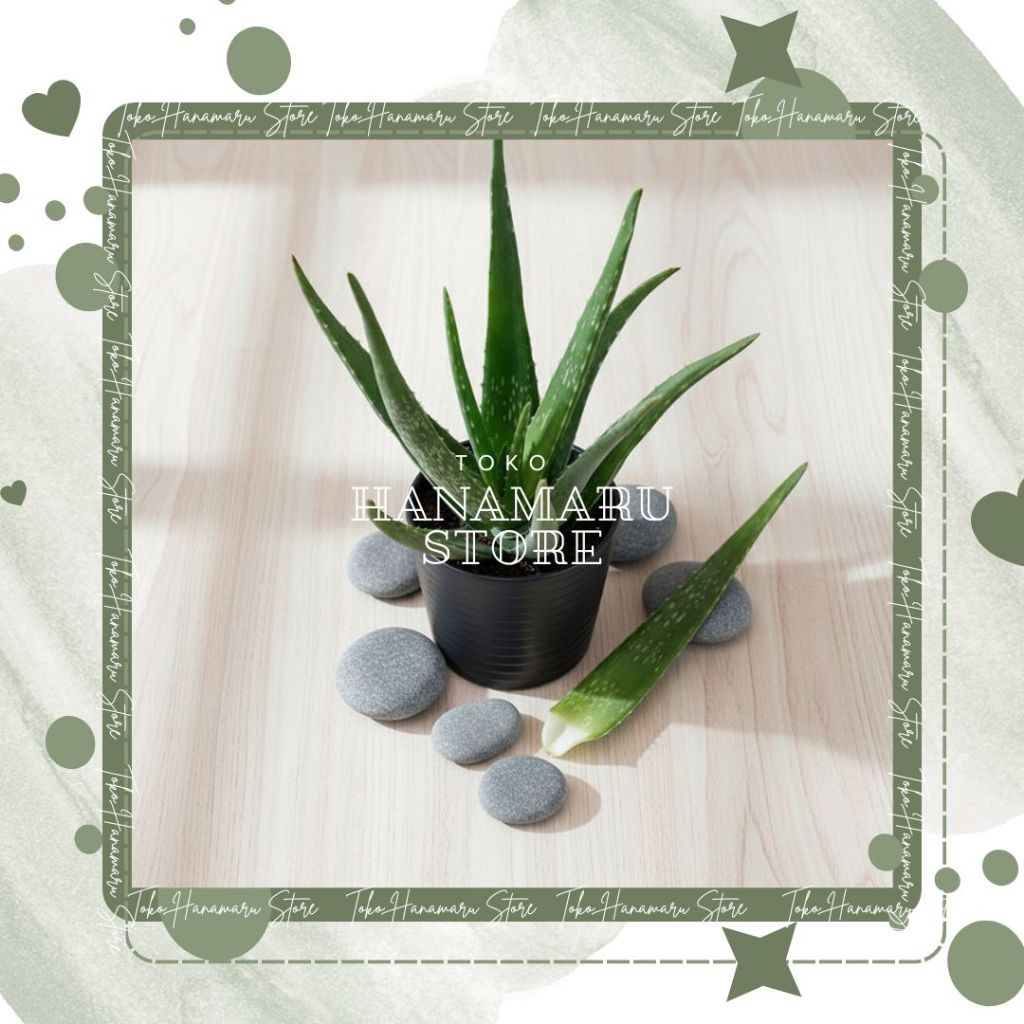 Tanaman Lidah Buaya Organik Super Aloevera