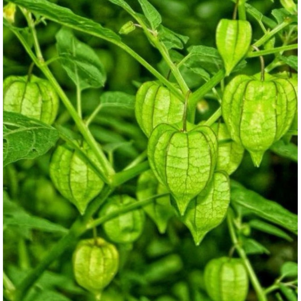 cecenet tanaman herbal ciplukan cecenet siap tanam polibag 25cm
