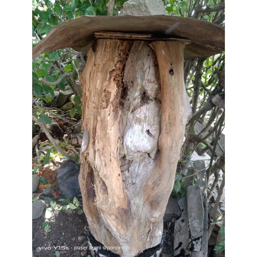 log  ORI trigona biroi