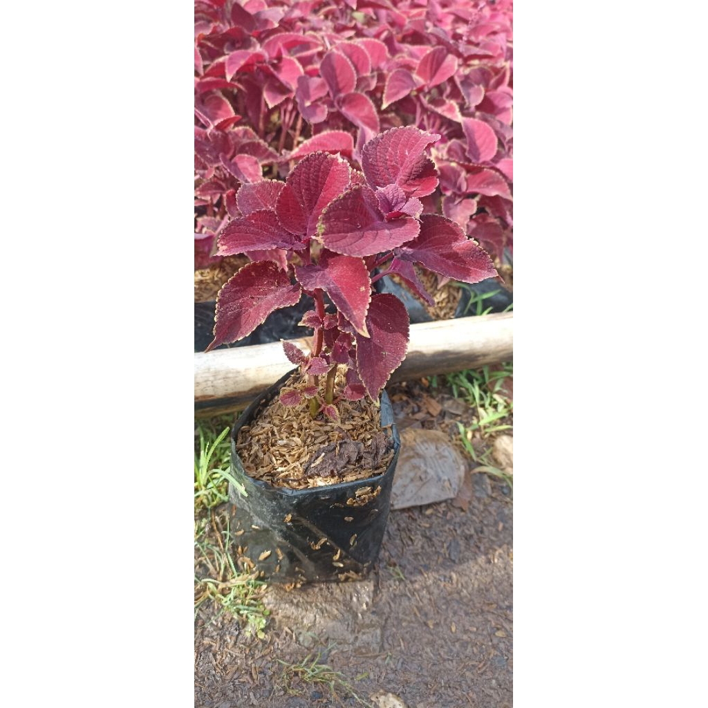 promo beli 10 polibek miana bonus 1 polibek