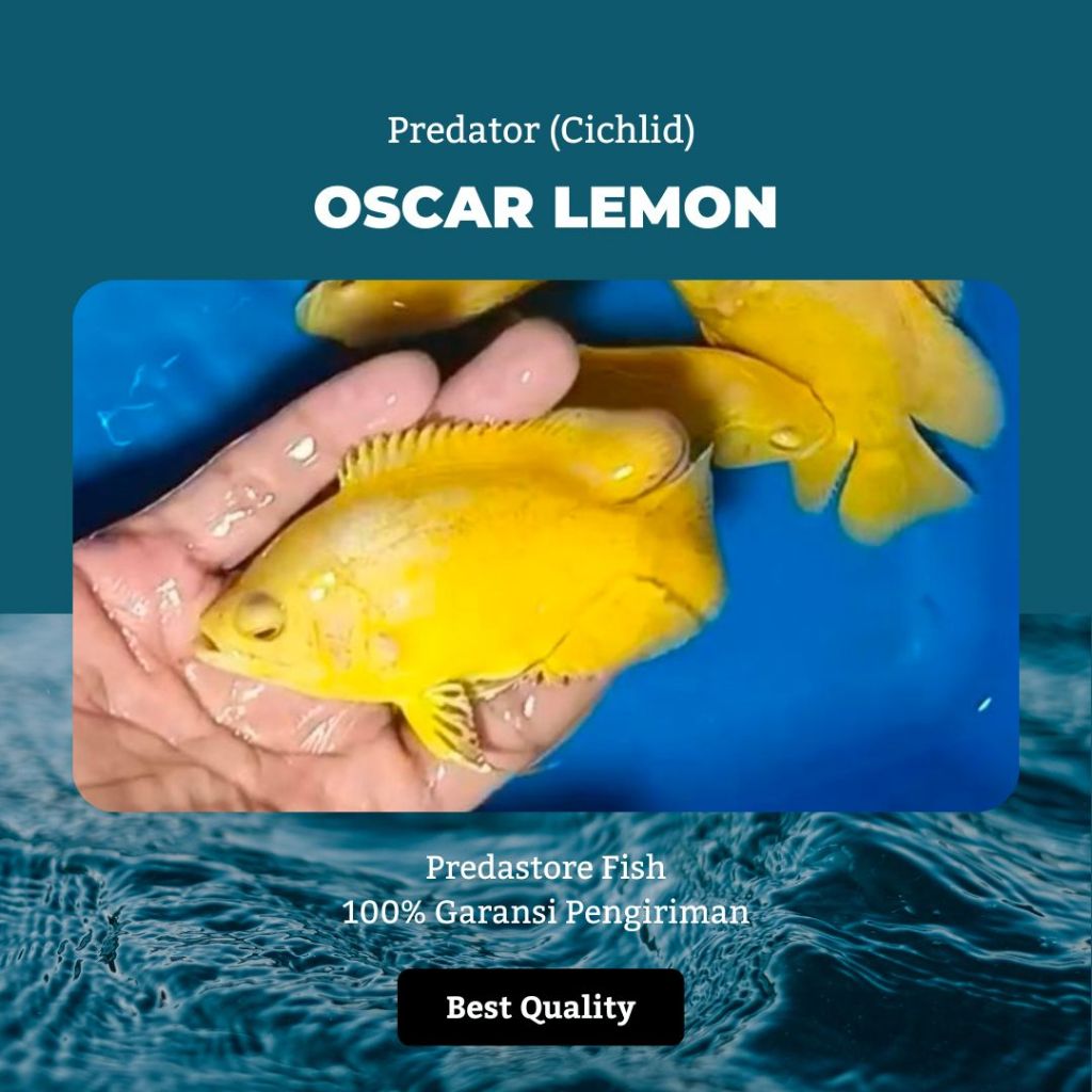 Oscar Lemon Yellow Base Premium - Garansi Pengiriman