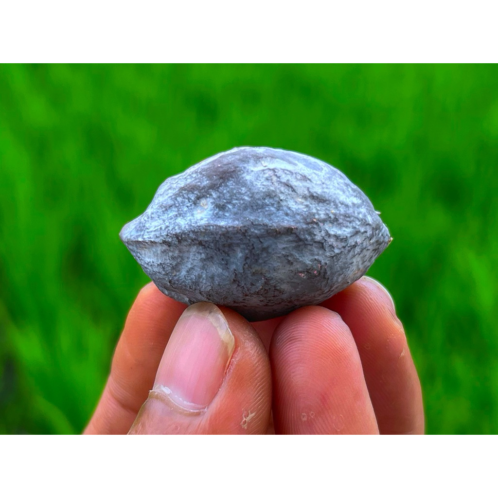 muncang kemiri adu panjangan jawa ORI SI GONDRONG