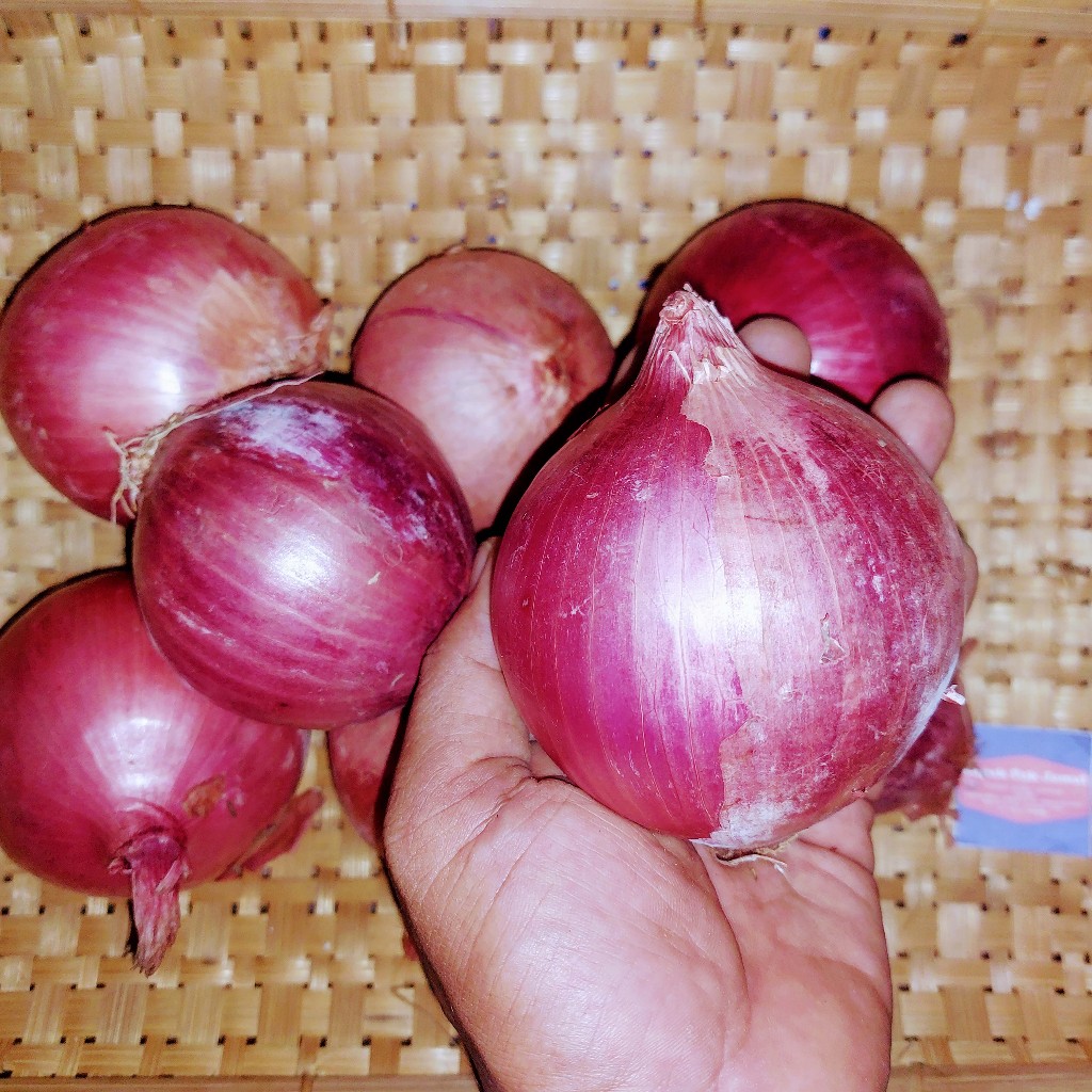 Bawang BOMBAY MERAH  - 1 Kg - Fresh