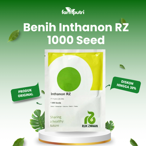 Benih Bibit Melon INTHANON RZ Rijk Zwaan Isi 1000 Butir Kemasan Original Rijk Zwaan Pabrik