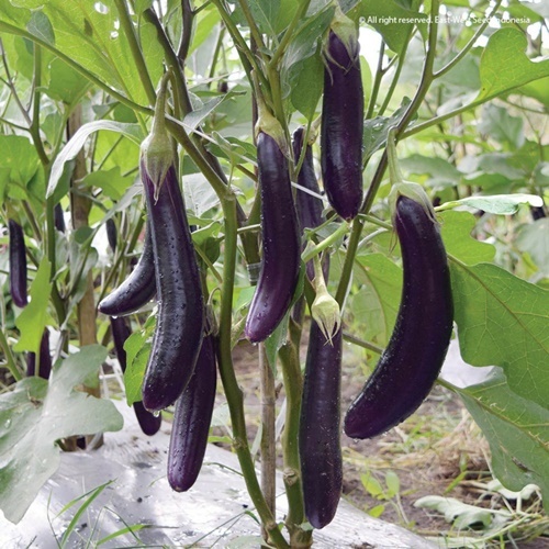 25 Benih Biji Terong YUVITA F1