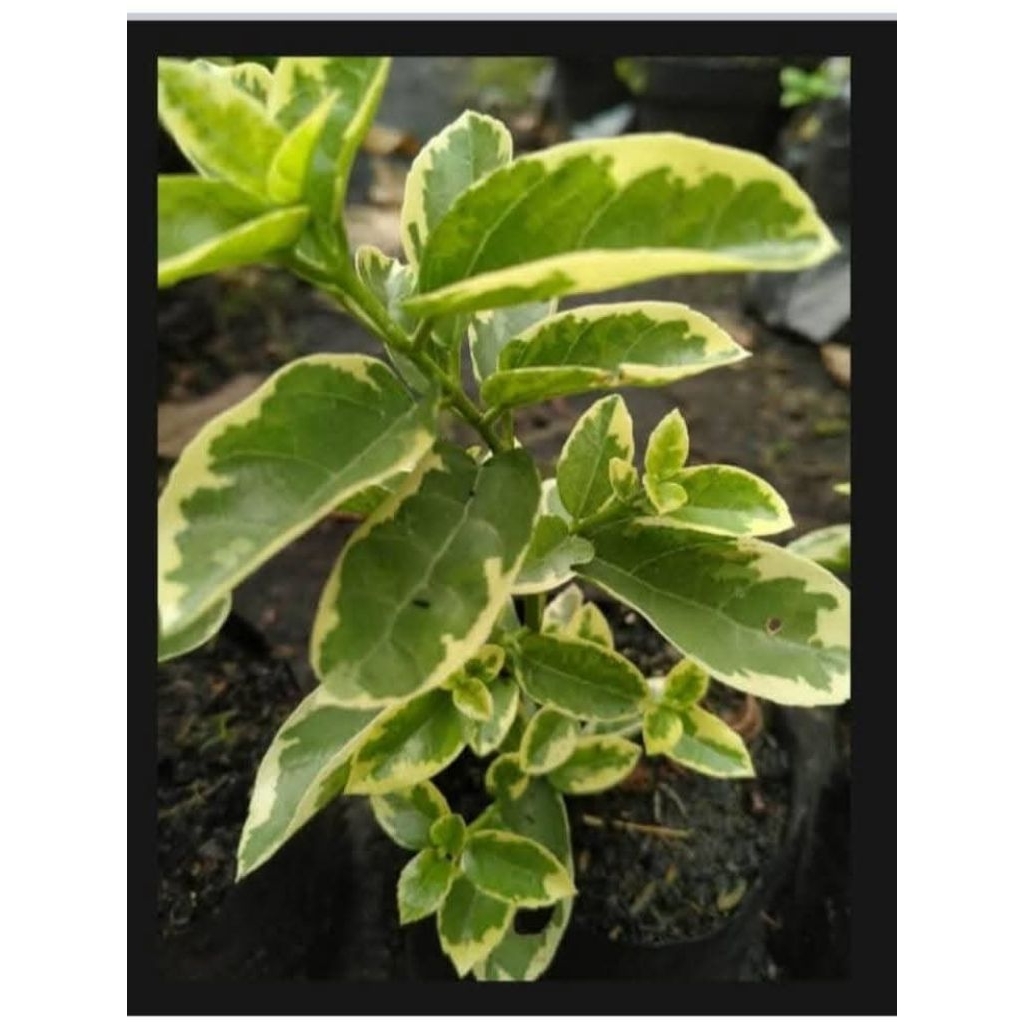 Bahan bonsai sancang varigata