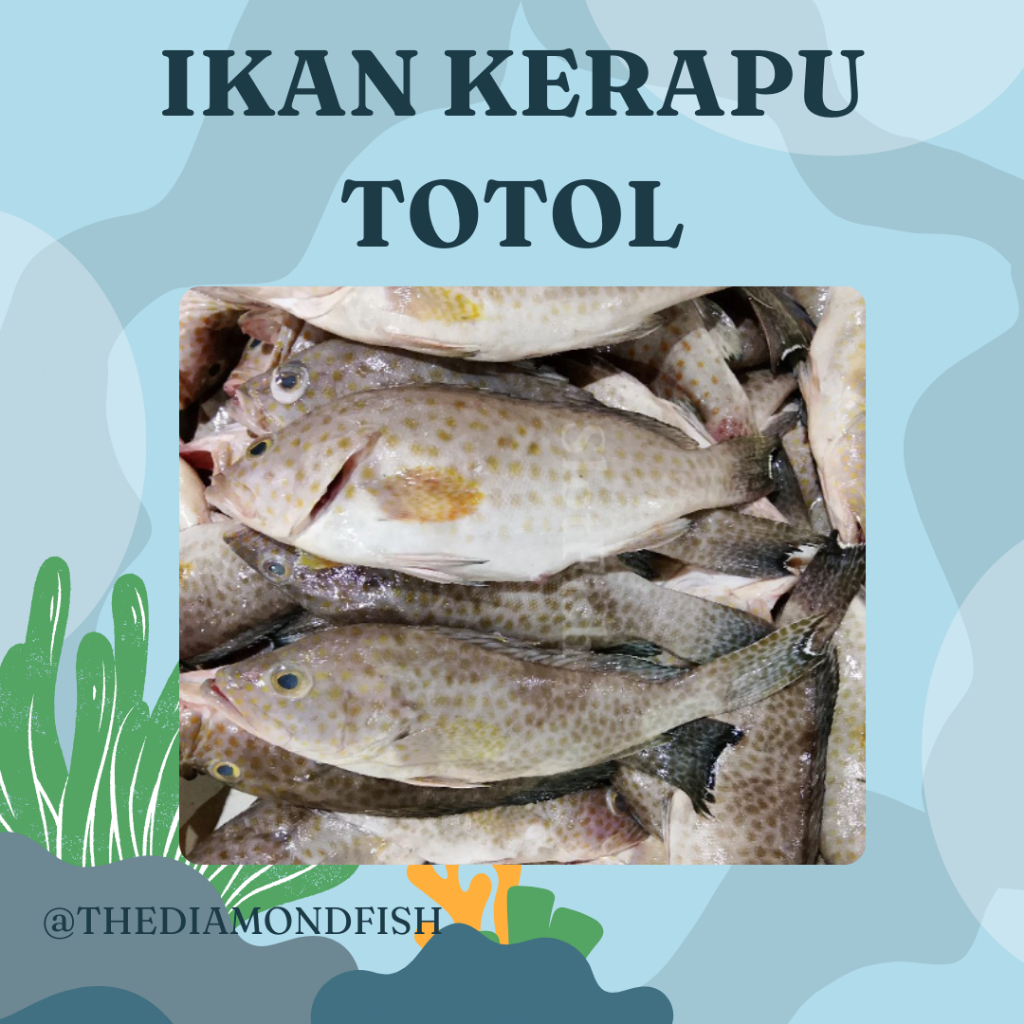 Ikan Kerapu Segar Ikan Kerapu Totol 1 Kg