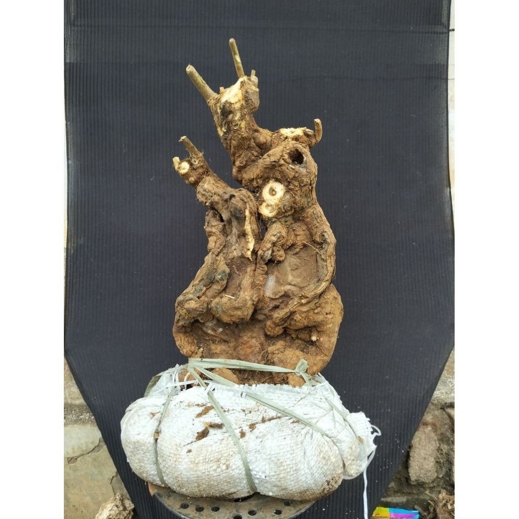 Bahan bonsai pohon Pule real pict